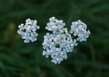 Gewöhnliche Schafgarbe (Achillea millefolium agg.) - © Emanuel Trummer